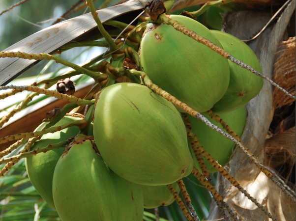 Palma de coco, uno de los principales detonantes económicos para Veracruz