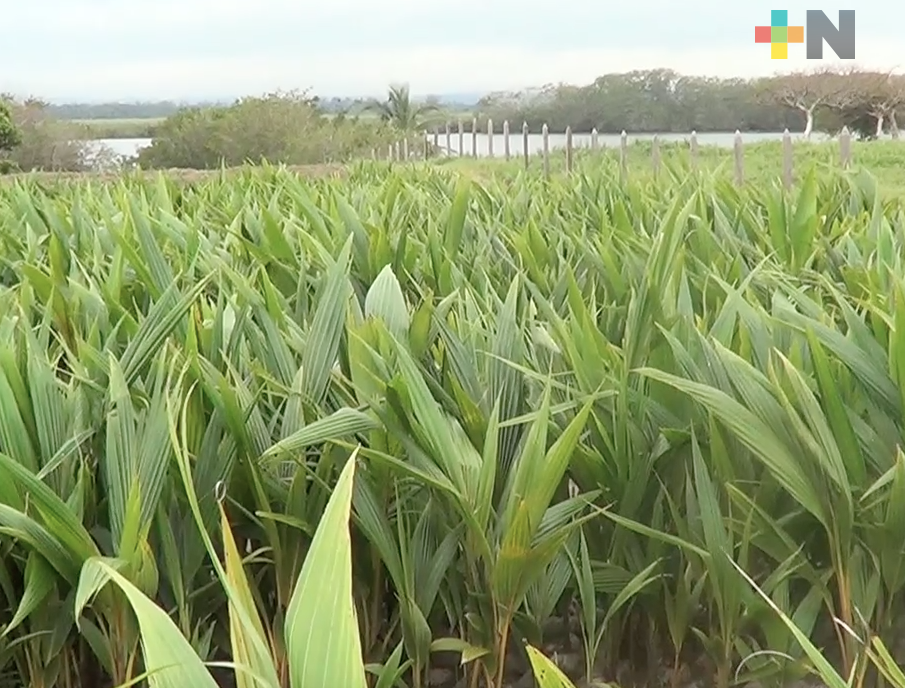 Inauguran primer vivero certificado de palma de coco en el municipio de Tecolutla