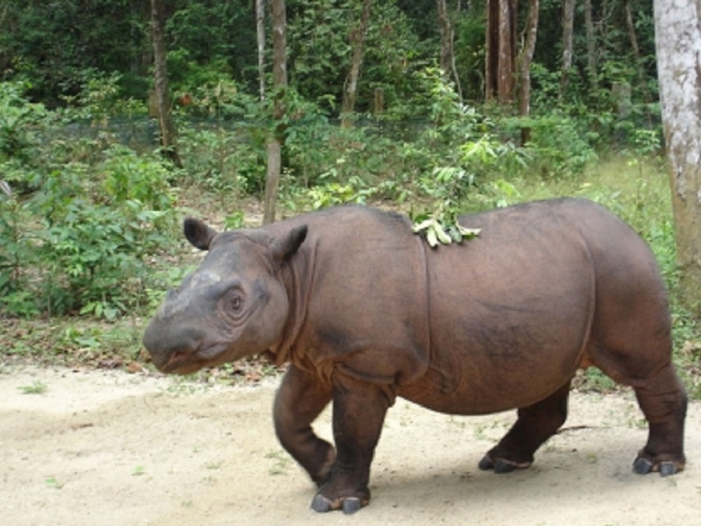 En 2019 declaran extintas a dos especies de animales