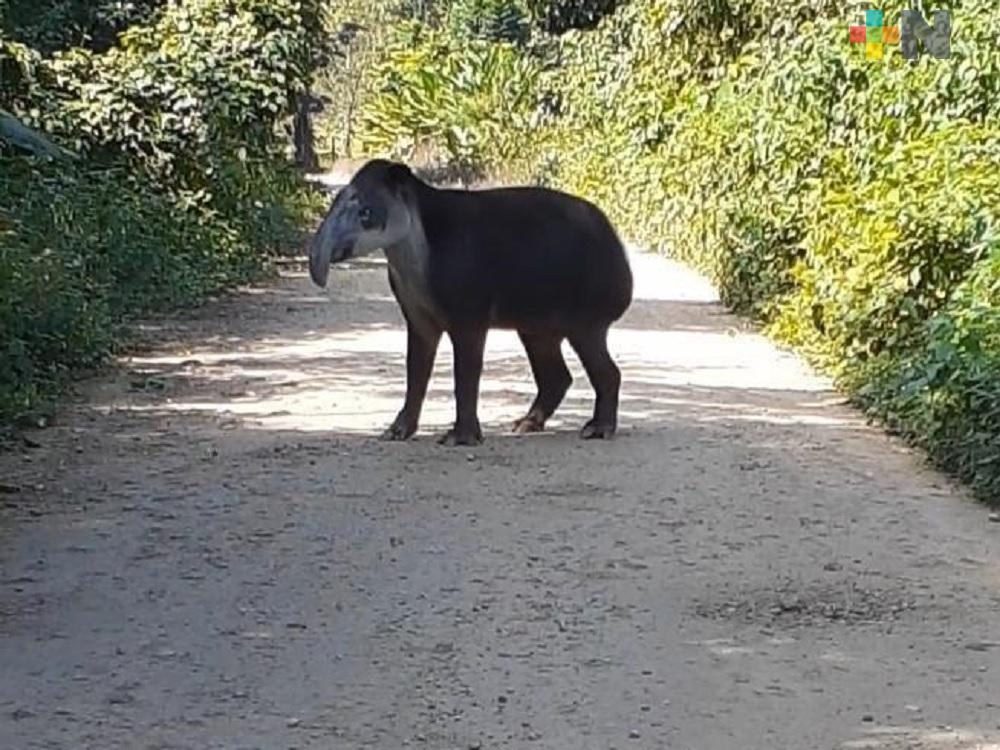 Luego de recibir tratamiento, tapir de Uxpanapa es reintegrada a su hábitat