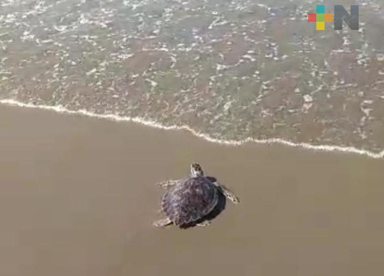 Liberan a tortuga rescatada por PC Coatzacoalcos