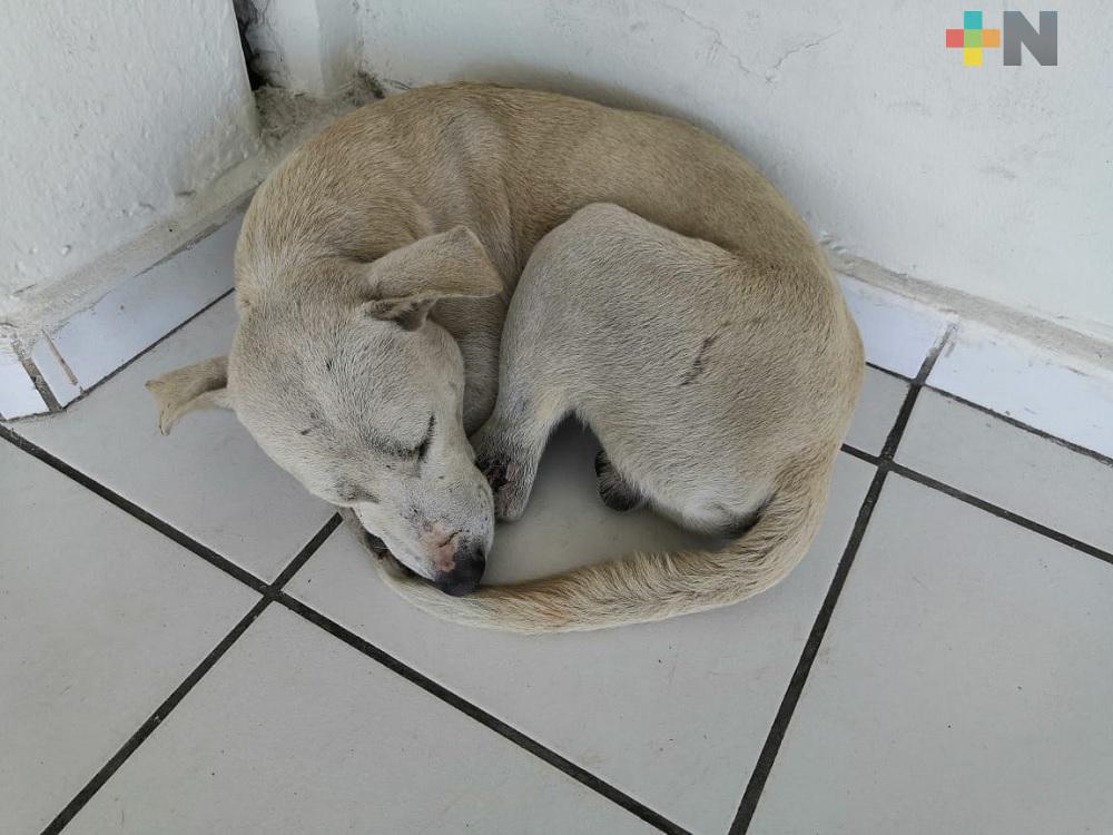 Piden a población cuidar de sus mascotas durante temporada invernal