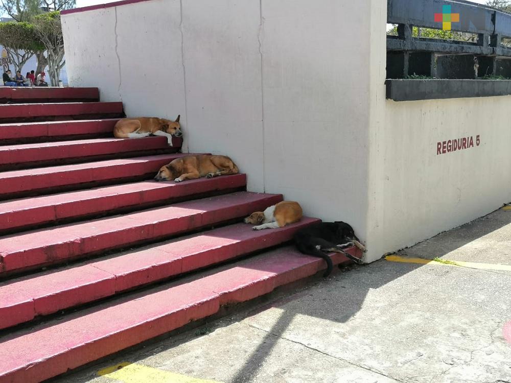 Ciudadanos abandonan a sus perros en ayuntamiento de Coatzacoalcos