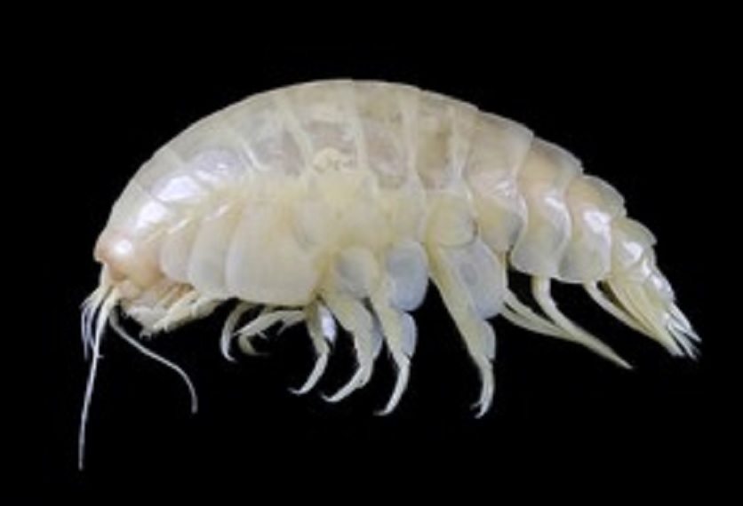 Descubren nueva especie marina, sufre contaminación por plástico