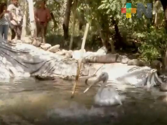 A través de pequeñas o grandes acciones, podemos  proteger a especies  amenazadas: Earth Mission Veracruz