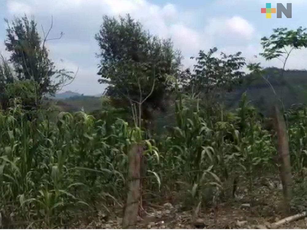 Lluvia en sierra de Huayacocotla trae confianza a los agricultores