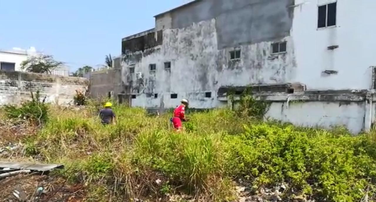Época de calor, propicia para encontrar serpientes en lotes baldíos