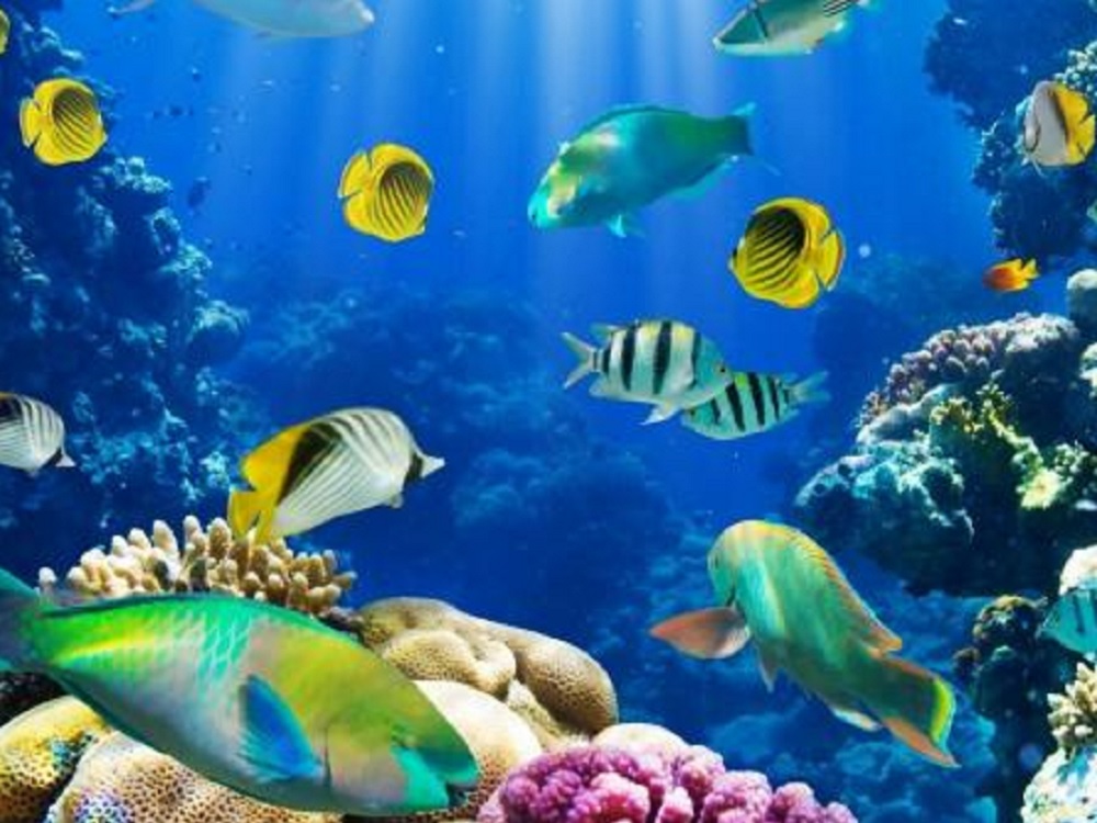 Migran peces tropicales a aguas más profundas o lejanas en Japón