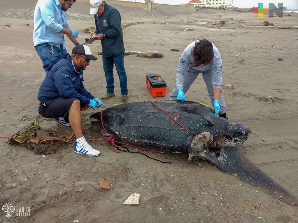 PNSAV realiza levantamiento de tortuga Laúd hallada muerta en playa de Alvarado
