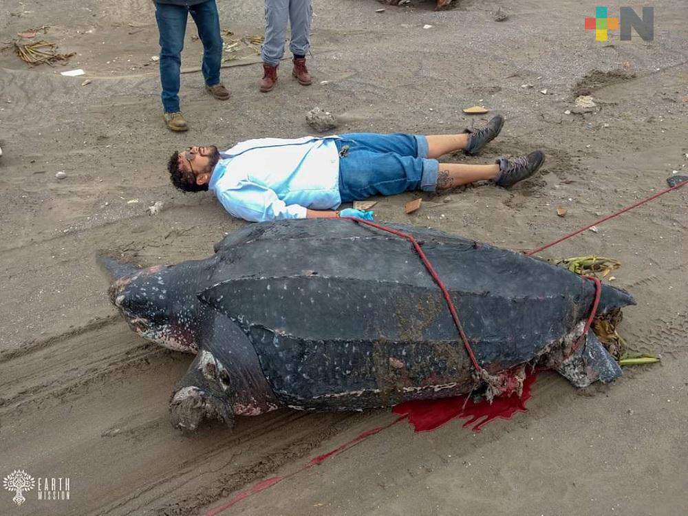 Desechos plásticos y de unicel, una de las causas de muerte de tortugas marinas