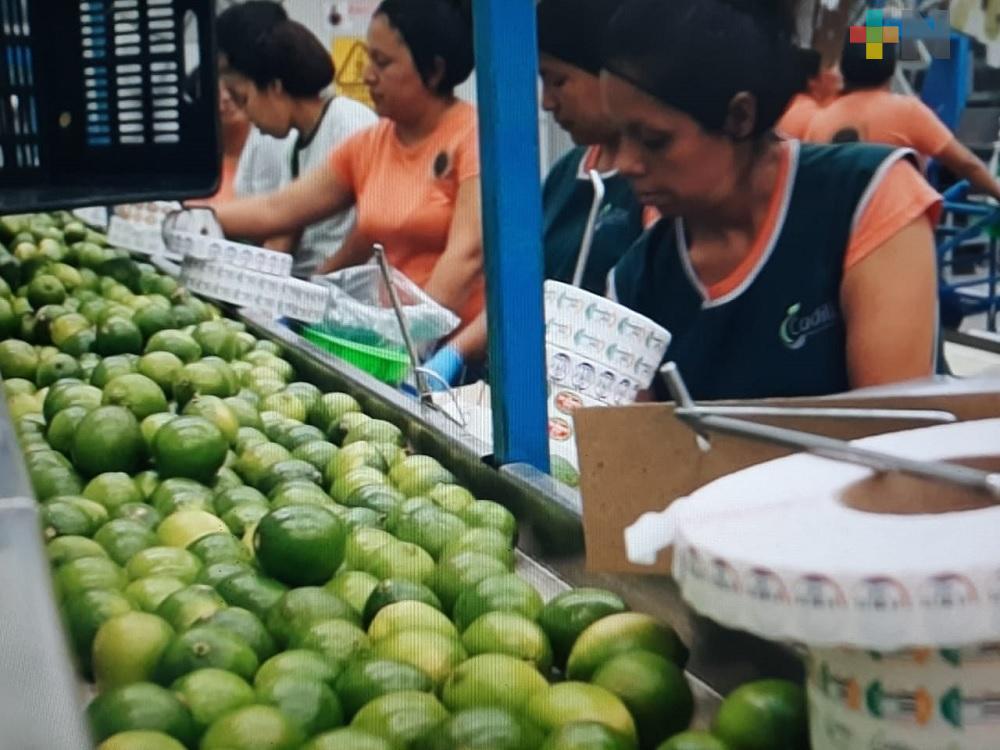 De regular a bueno será el 2020 para la citricultura