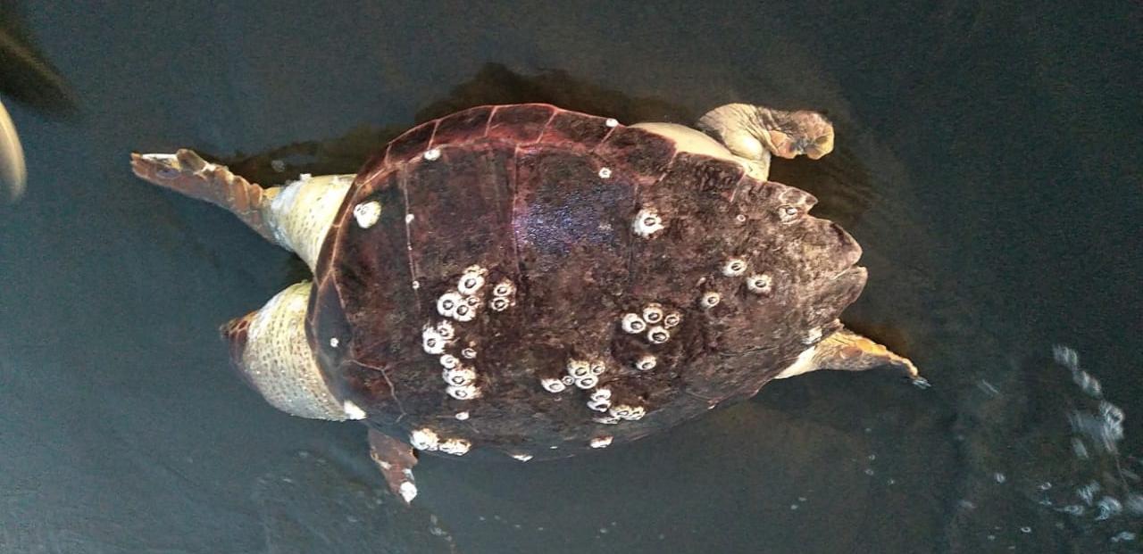 Encuentran muertas dos tortugas y más de 30 peces en playas de Coatzacoalcos