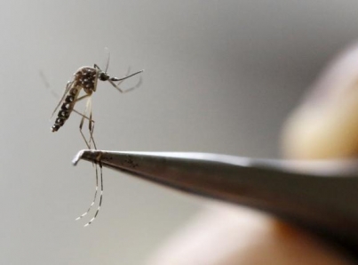 Durante temporada de lluvias se incrementa la posibilidad de contraer dengue: IMSS