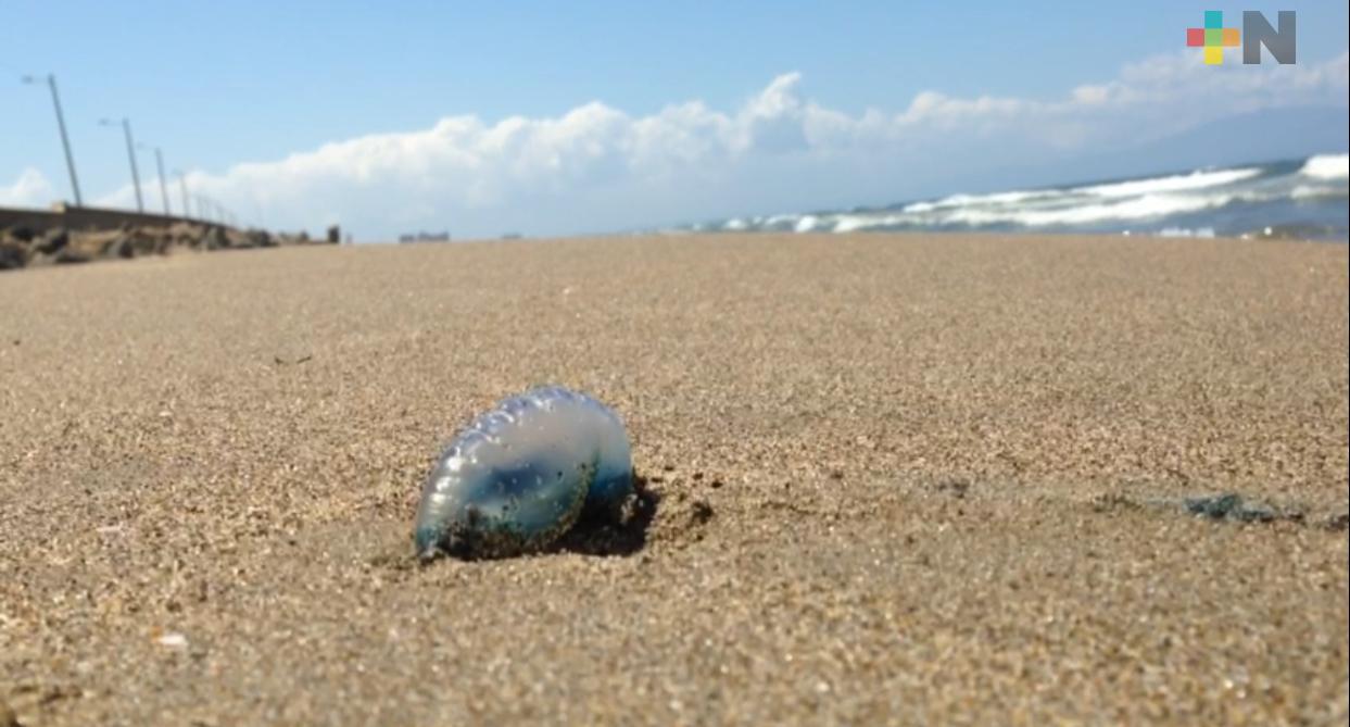 Aparición de medusas en playa de Coatzacoalcos es algo natural: Ambientalista