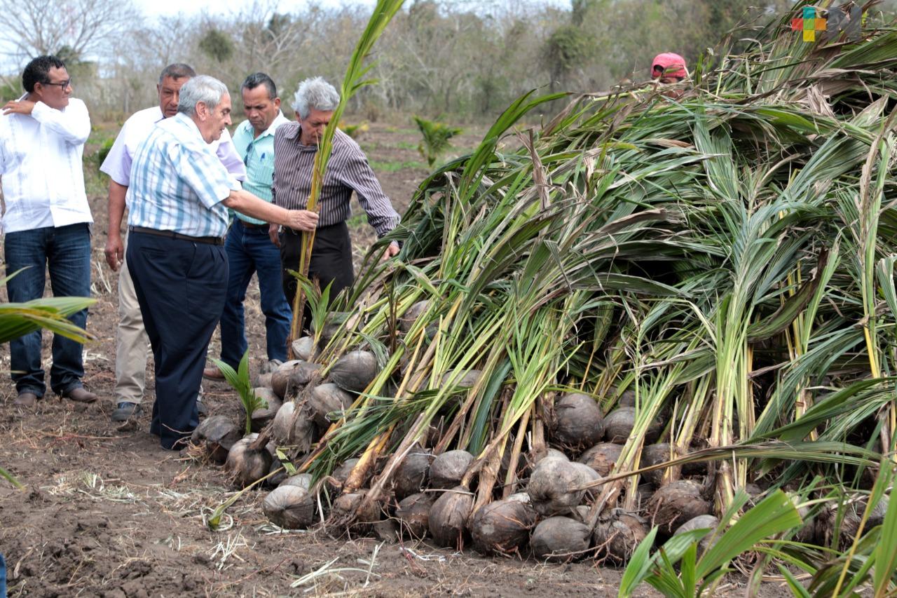 Reciben productores de palma de coco 5 mil plantas certificadas, en Úrsulo Galván