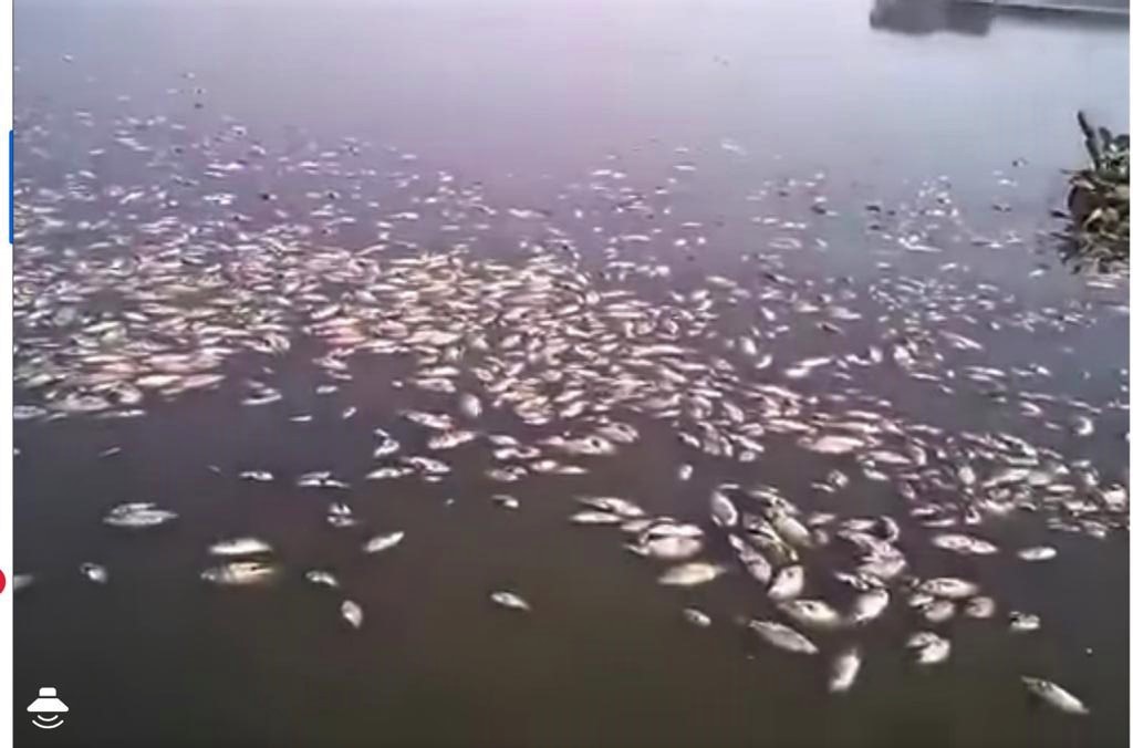 Se genera mortandad de peces en laguna de Pepeapa, Chacaltianguis