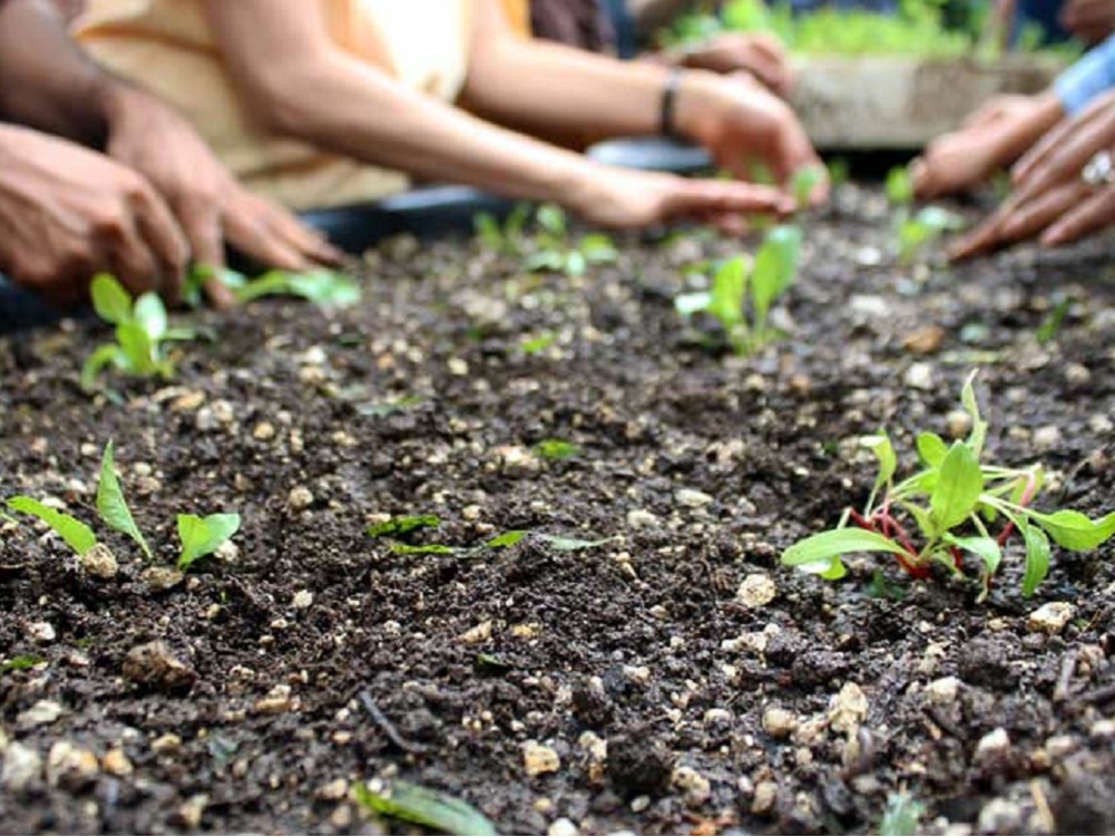 Actividades de Cosustenta se multiplican en sus líneas de acción