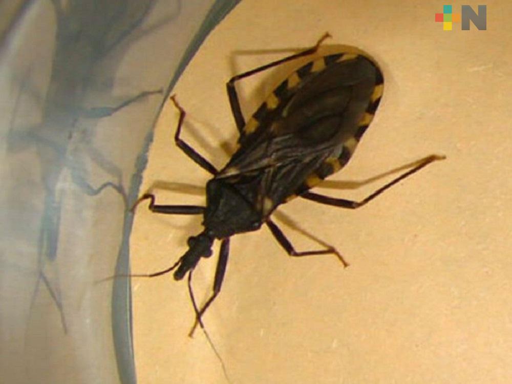 Cruz Roja de Tantoyuca, al pendiente sobre infecciones de Chagas