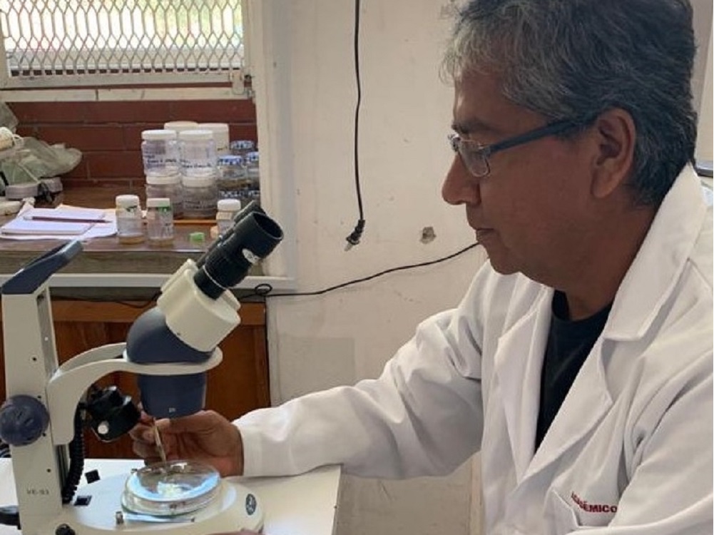 Desarrolla IPN bioplaguicidas para proteger cultivos de maíz, tomate rojo y agave