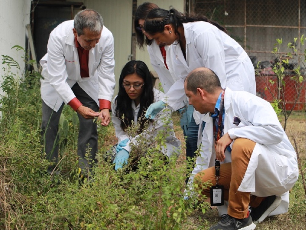 Evalúa IPN acción del orégano mexicano contra hongos y bacterias