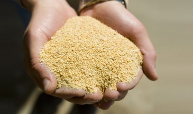 En 2019, México exportó más de 140 mil toneladas de harinas y aceites de pescado