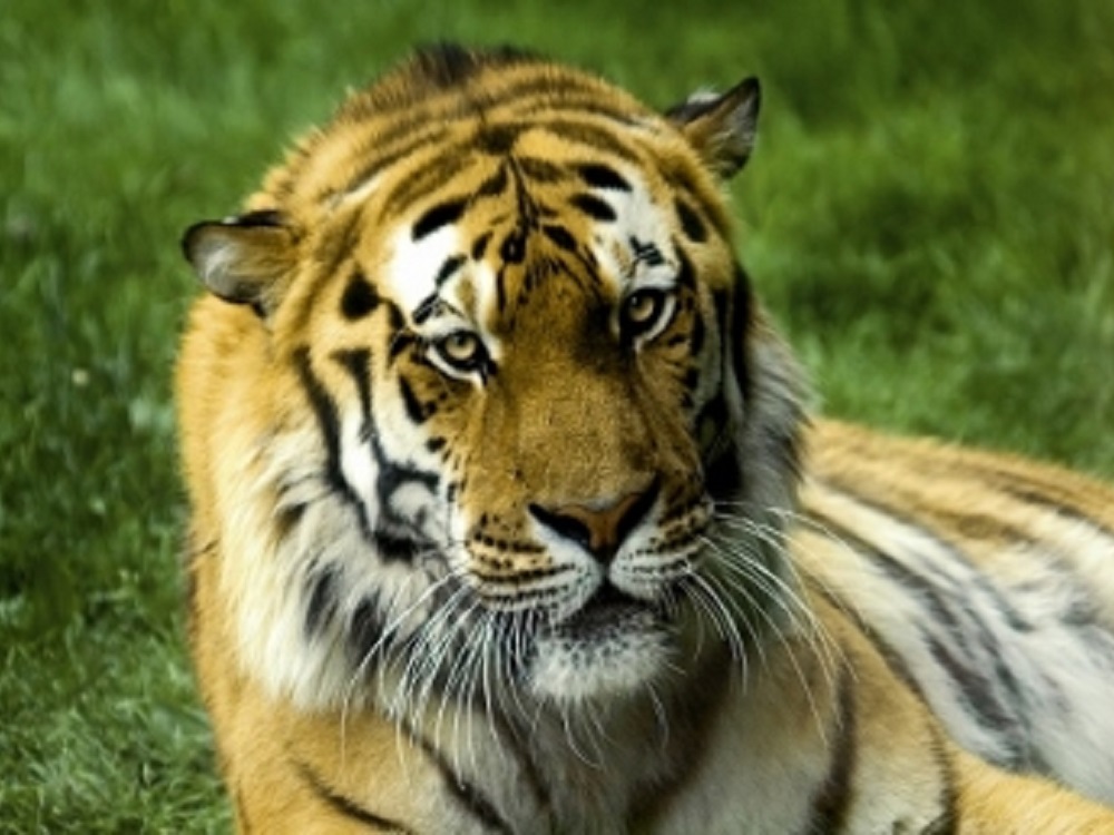 Hay cuatro animales infectados con Covid-19: OMS