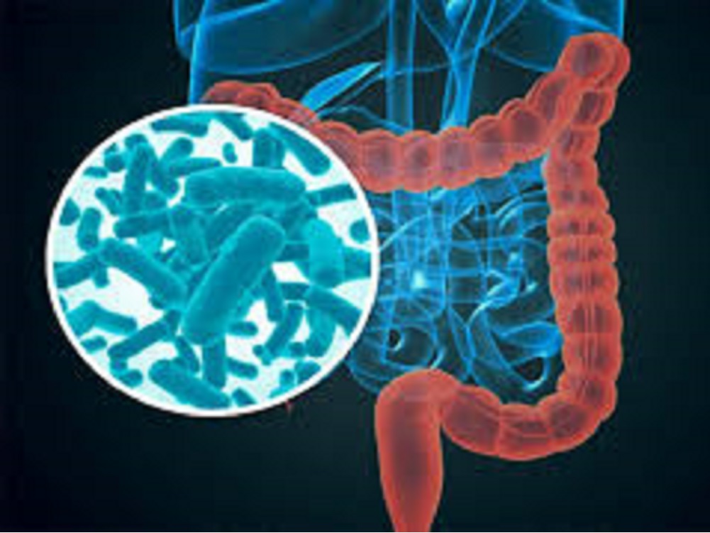 Microbiota intestinal saludable para una mejor respuesta inmunológica: investigador del IPN