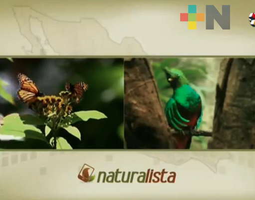 Invitan a participar en el reto internacional Naturalista Urbano 2020