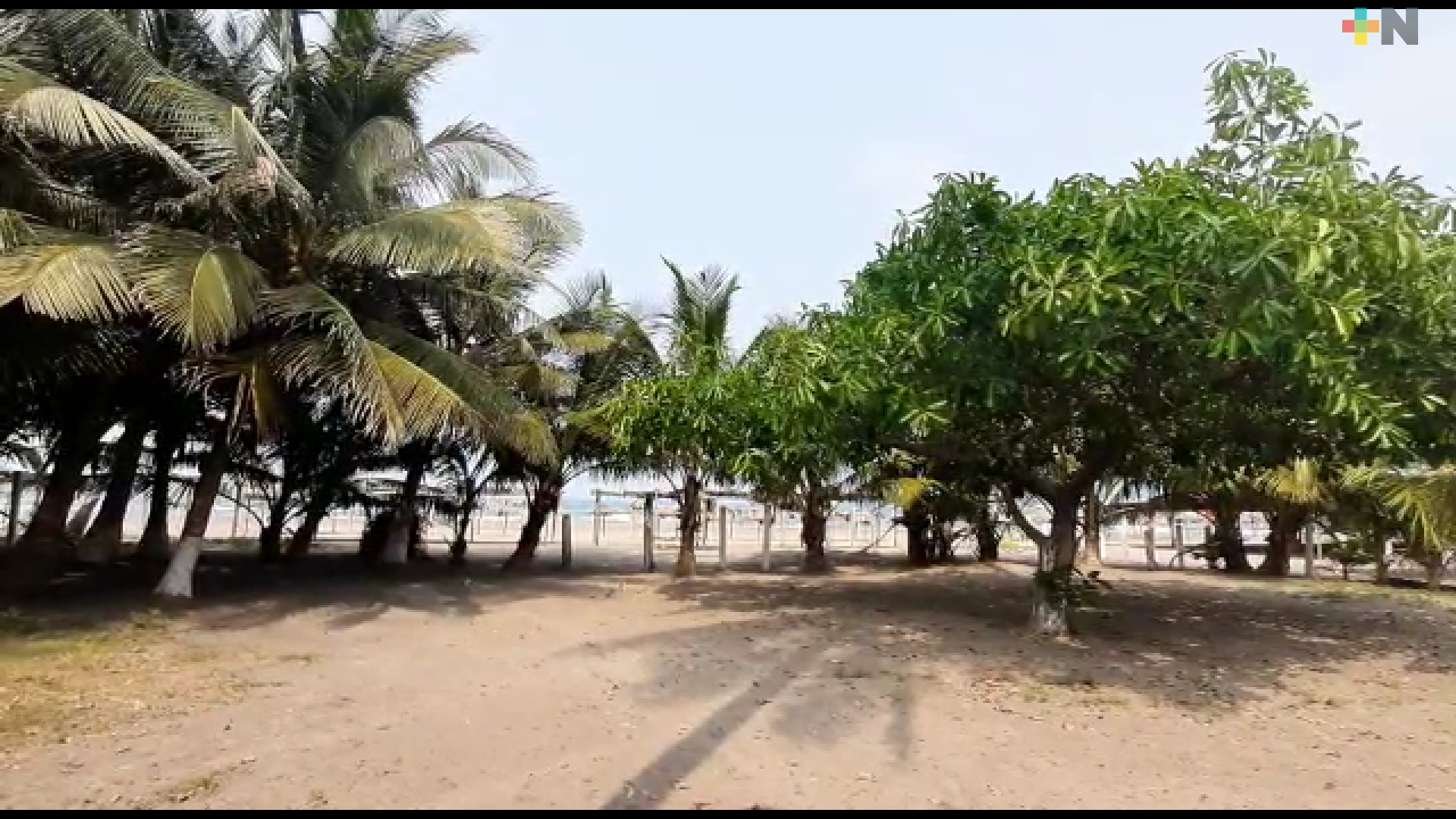 Se avistan aves creídas extintas en Nautla