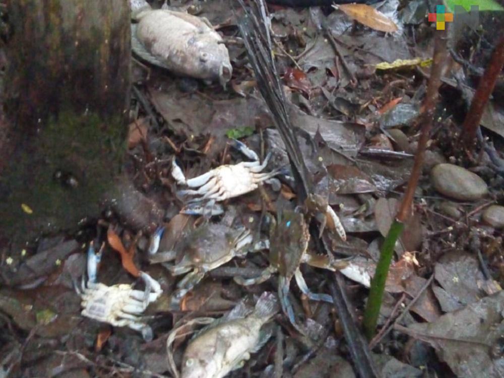 Se presenta mortandad de peces en el estero de Tres Bocas