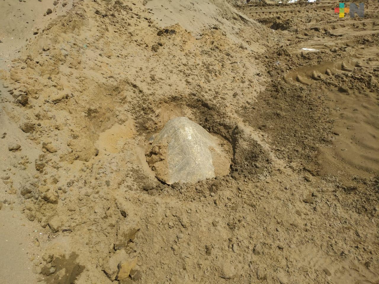 Tortuga lora desovó en  playas de Coatzacoalcos; es la primera de este año