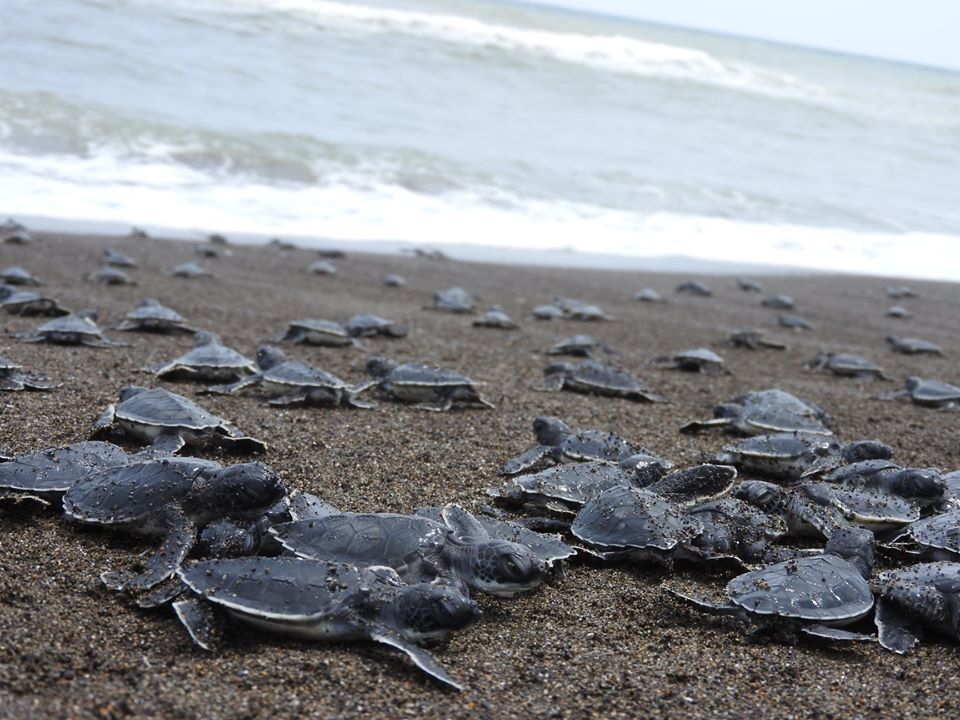 Fundación Yépez extrema vigilancia en playas de Nautla por nacimiento de tortugas