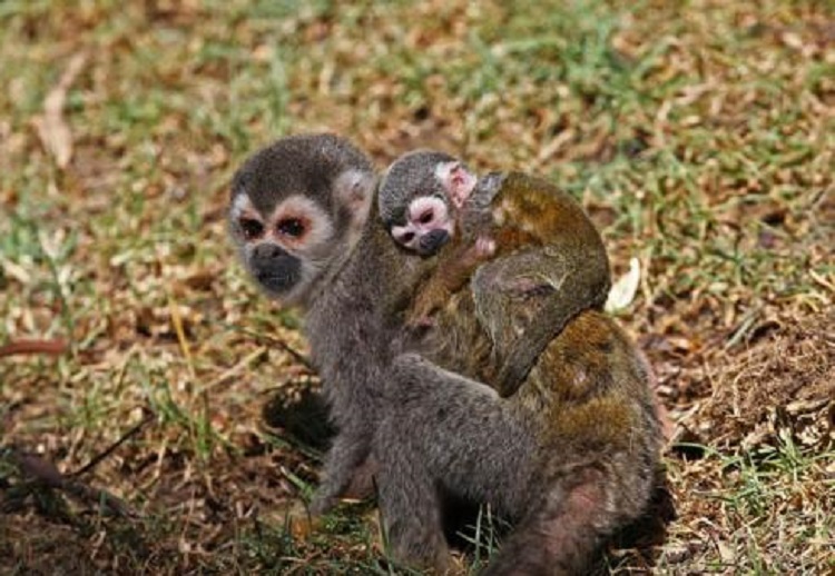 Zoológico pide donativos para alimentar animales; cerró por pandemia