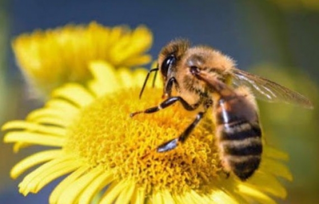 Buscan recuperar la importancia de las abejas