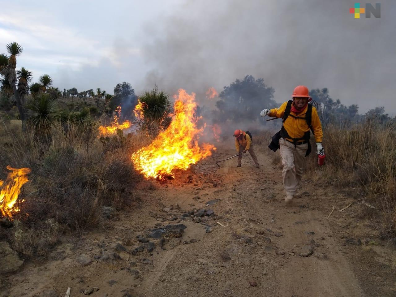 700 hectáreas de bosques han sido afectadas por incendios forestales; los daños han sido menores