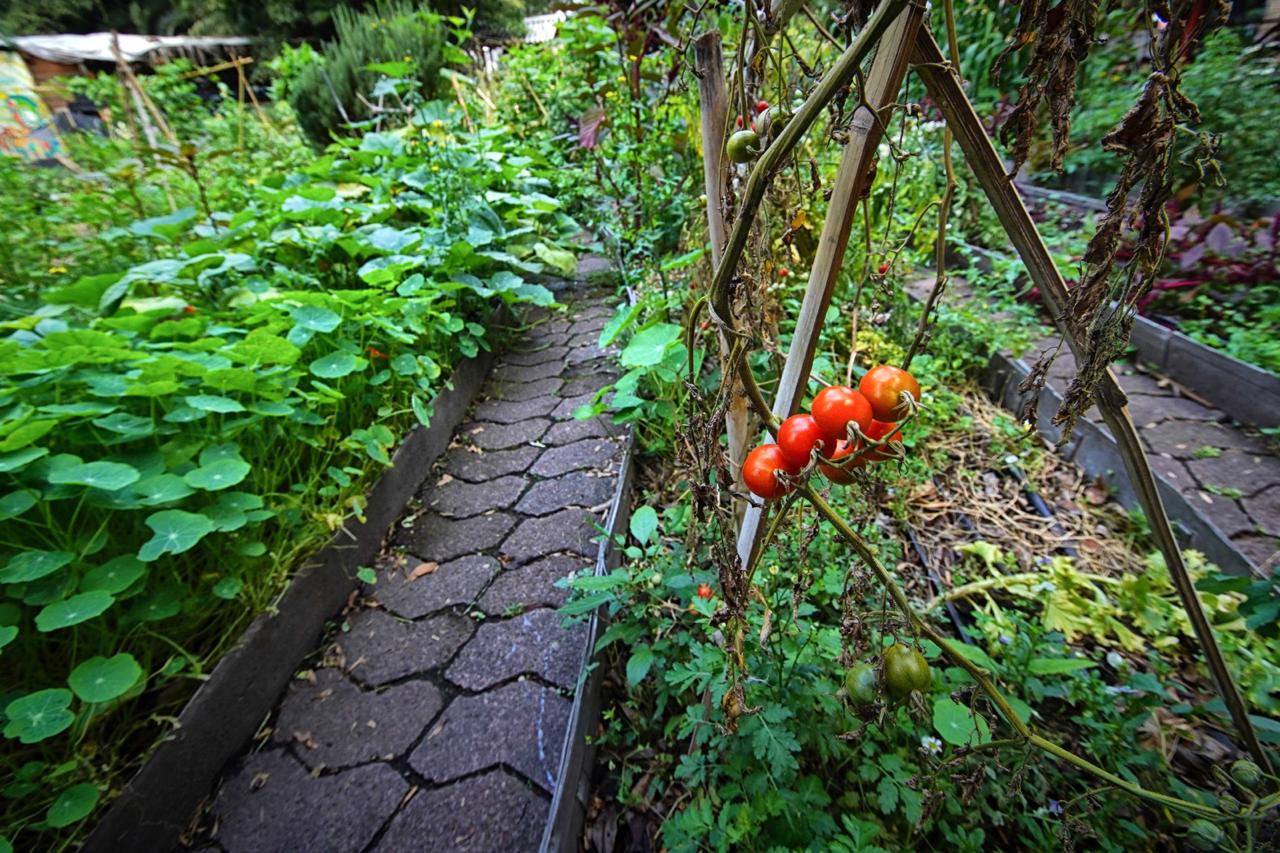 Un buen momento para experimentar la agroecología desde casa