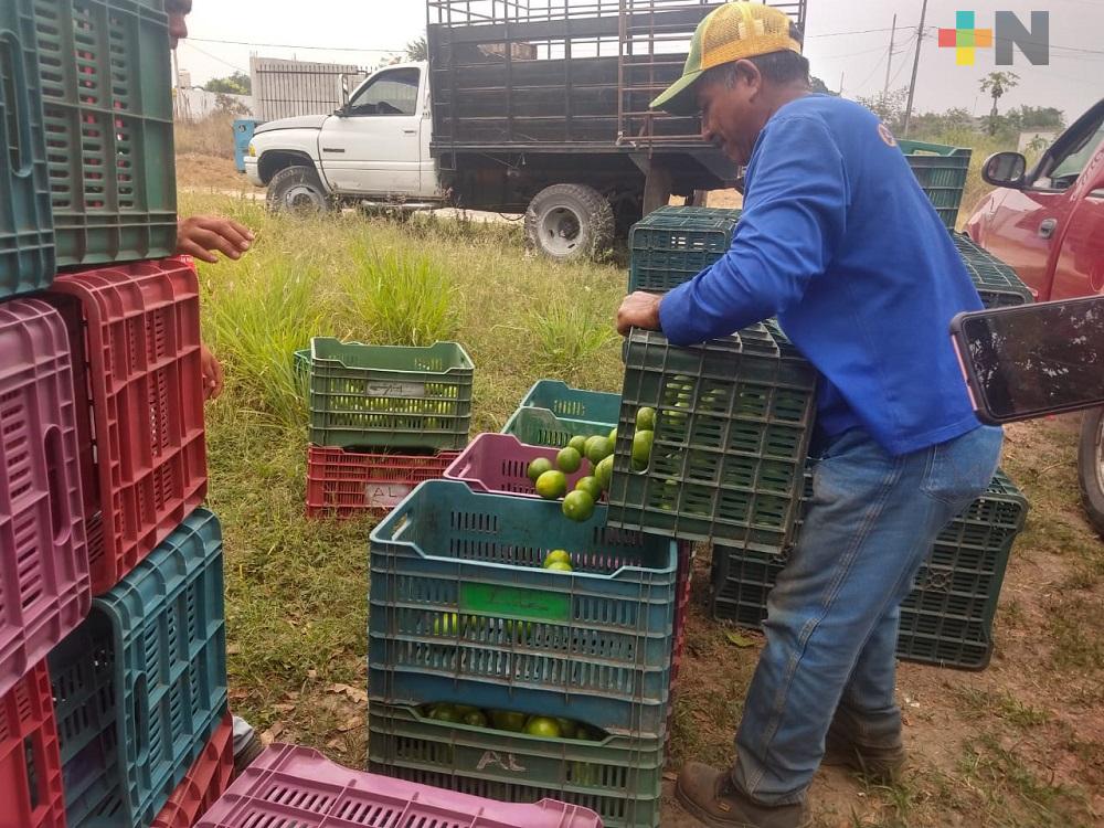Repunta precio del limón persa, excelente noticia para productores