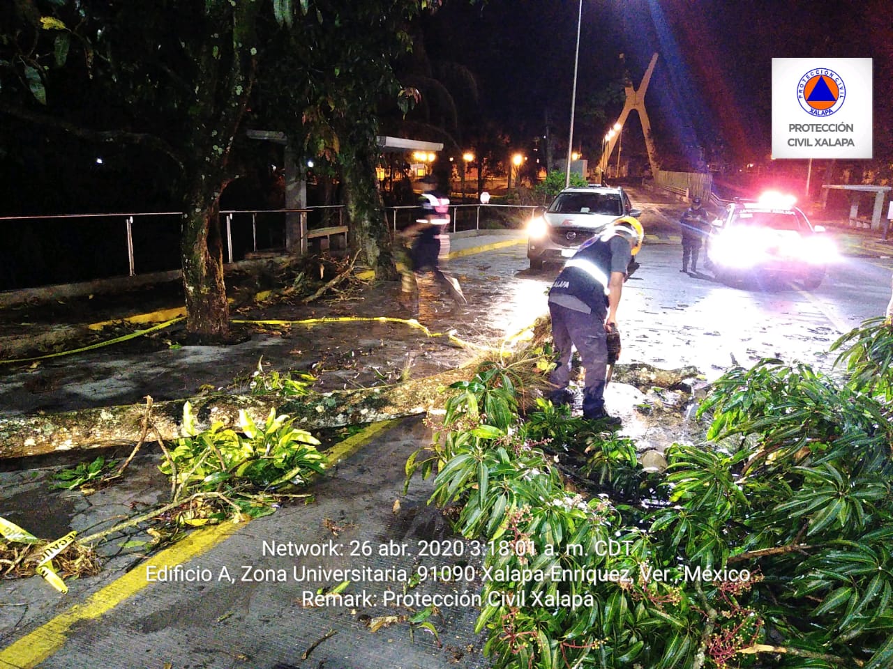 Fuertes lluvias dejaron caídas de árboles en Xalapa