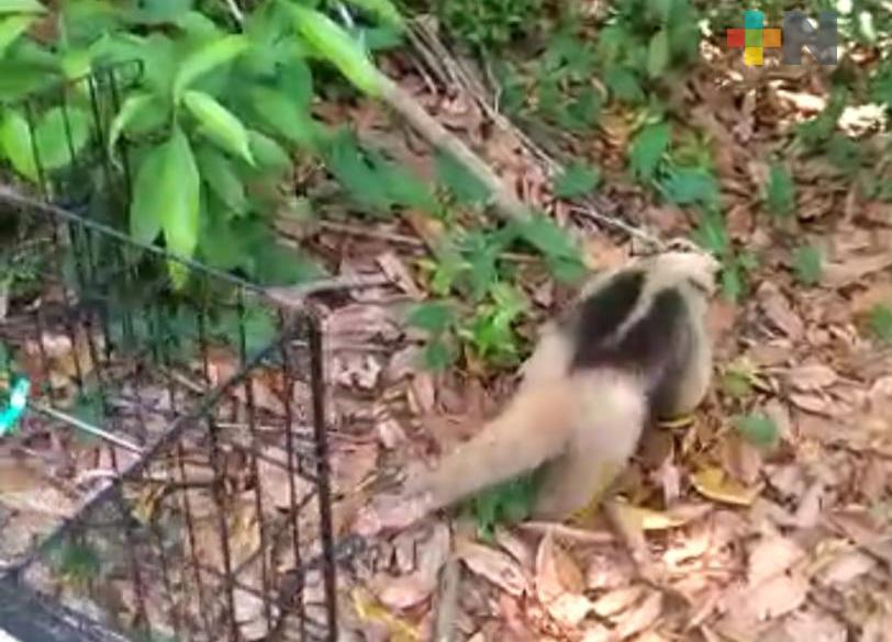 Liberan a oso hormiguero en Coatzacoalcos