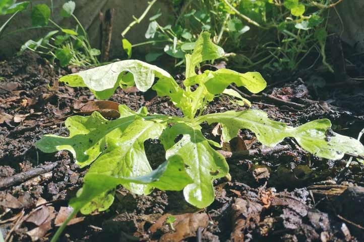 Camas capilares de cultivo, opción para producir hortalizas en casa
