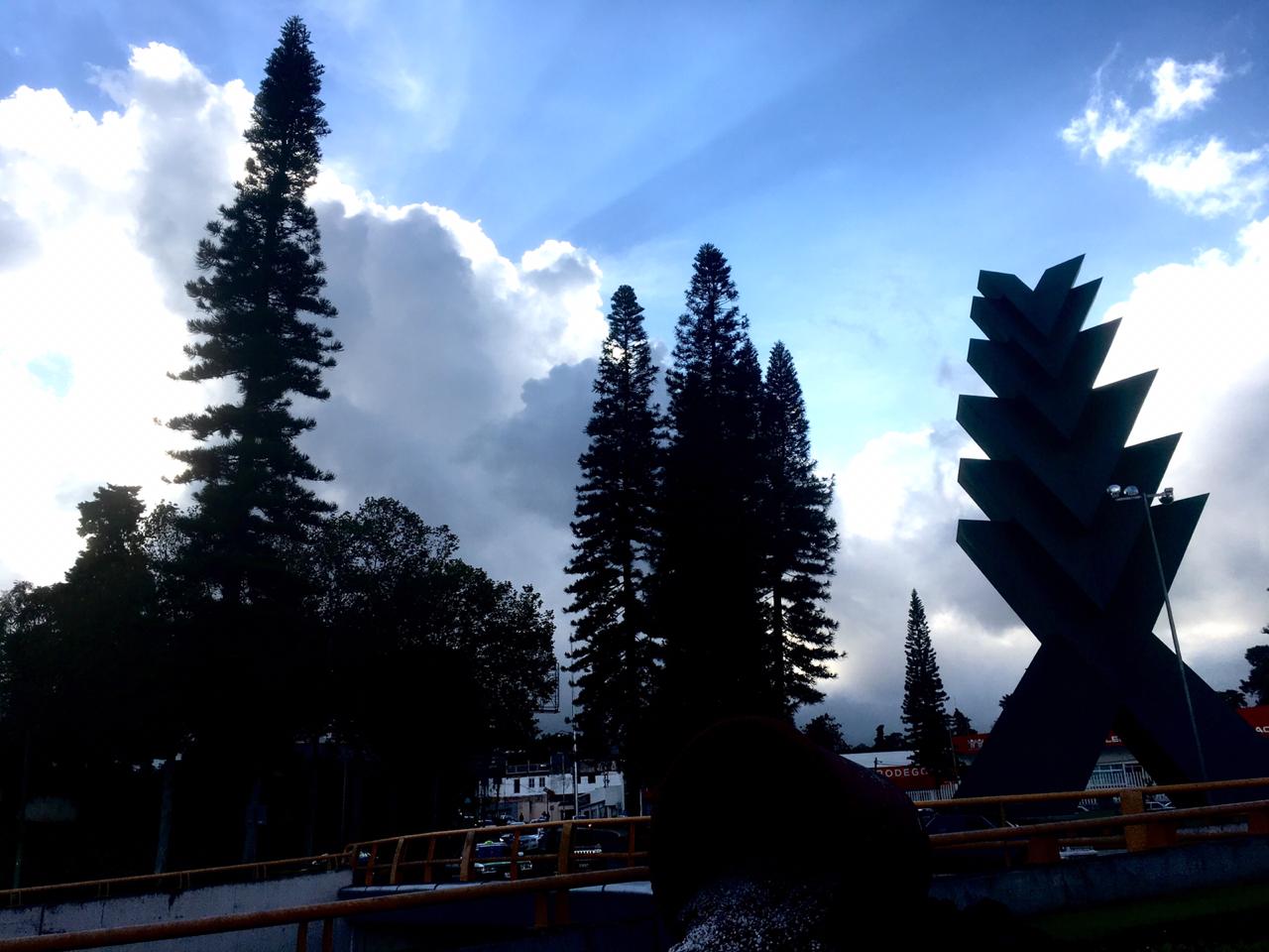 Xalapa y su araucaria