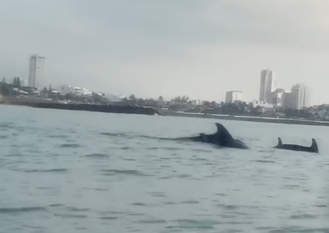 Llegan delfines a costas veracruzanas ante la inactividad