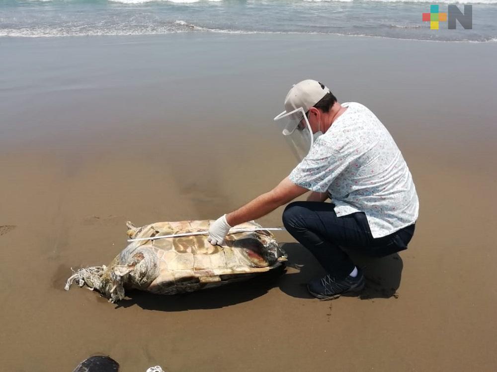 Encuentran tortuga muerta en playa de Coatzacoalcos; al parecer fue asesinada por tiburones