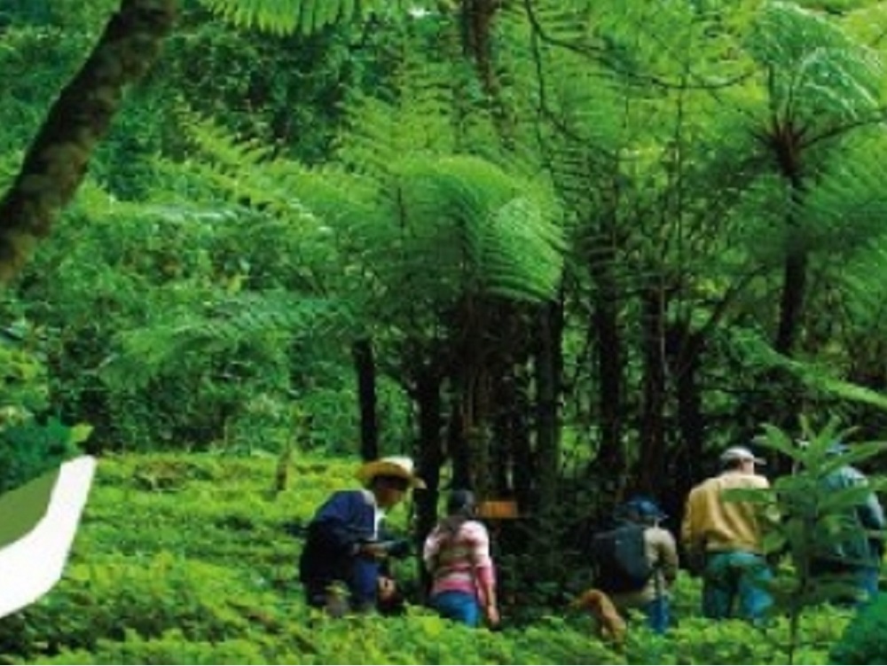 Fondo Ambiental Veracruzano financiará 27 proyectos ambientales en 32 municipios de Veracruz