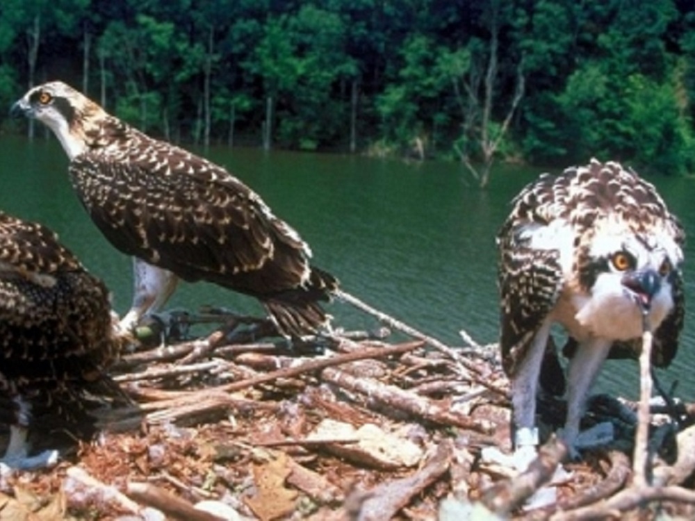 Hallan microplásticos en aves rapaces de Florida