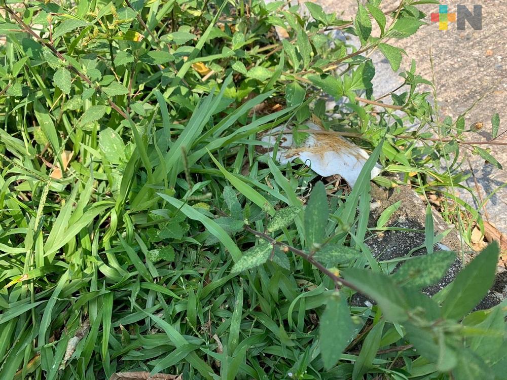 Cubrebocas usados debe ir a la basura no a las calles: Ambientalista