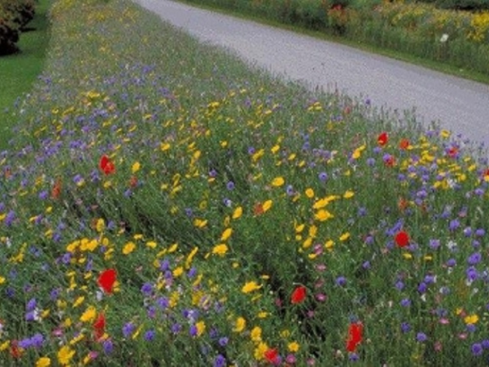 Lanzan app para convertir césped en jardín de flores silvestres