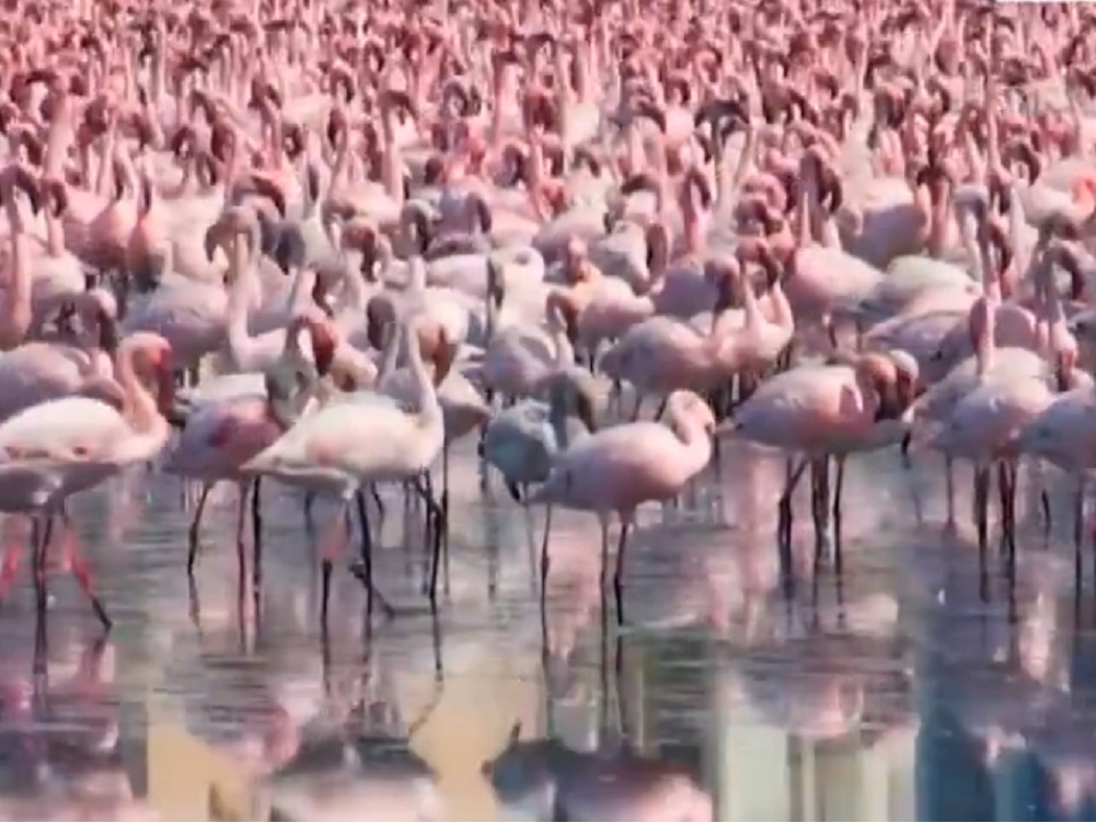 Nuevo récord de flamingos en Bombay cubre de rosa el paisaje