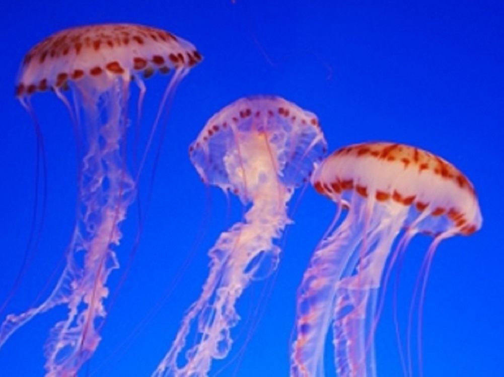 Otorgan permisos para captura de medusas en el Alto Golfo de California