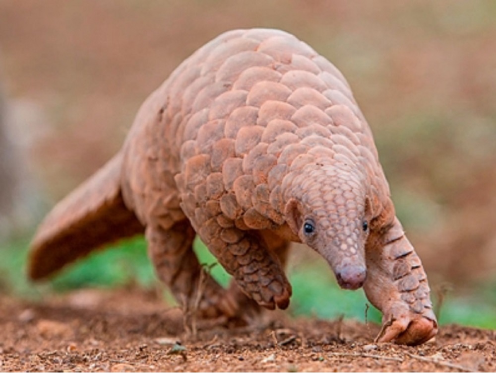 Para evitar más pandemias se necesita controlar el tráfico ilegal de fauna y flora silvestre